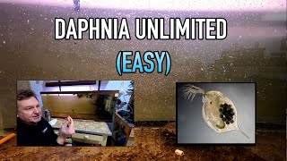 How I Raise Daphnia Water Fleas And You Can Too [upl. by Neurath]