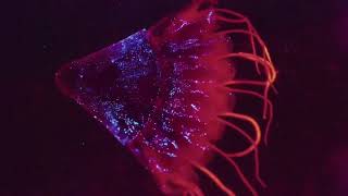 Mariana Trench The Life Challenges at the Deepest Sea Floor natueswildtv documentary [upl. by Nrevel120]