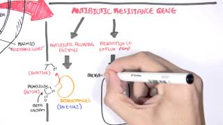 Microbiology  Bacteria Antibiotic Resistance [upl. by Rivard]