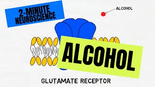 2Minute Neuroscience Alcohol [upl. by Teerpnam]