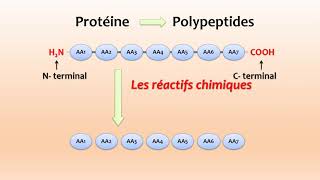 Cours Protéines  SÉQUENÇAGE DES PEPTIDES [upl. by Aicilak802]