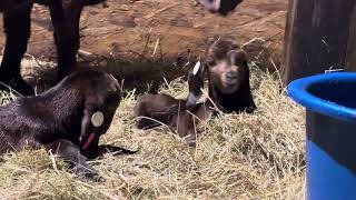 Naissance Kalahari red boer goats [upl. by Neicul443]