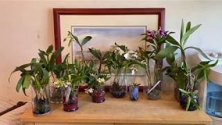 Growing Dendrobiums in Water [upl. by Jami]