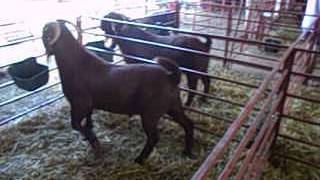 Kalahari Reds Goats on Auction [upl. by Maeve]