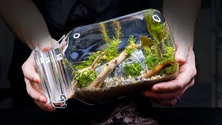 Sealed Aquarium Ecosphere Aquascape in a Jar [upl. by Epoillac74]