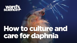 Caring and Culturing for Daphnia [upl. by Nicko322]