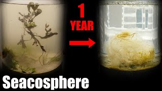 A Year Ago I Put Saltwater in a Jar This Happened  Natural saltwater ecosphere 1 year update [upl. by Stanislaw]