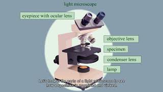 Light microscope parts and functions [upl. by Luz830]