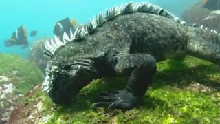 Swimming Marine Iguanas  Galapagos  BBC Earth [upl. by Bard]