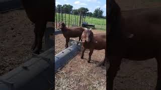 Kalahari reds Goats [upl. by Eiznikam313]