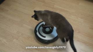 Cat shows HOW TO use iRobot Roomba Vacuum [upl. by Magel690]