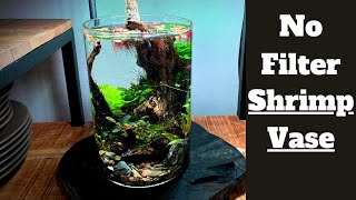 Planted Vase Setup How To 1 Gallon Shrimp Vase Aquarium [upl. by Carlson]