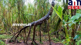 The walking tree of South America [upl. by Emelyne]