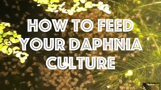 How To Feed Your Daphnia Culture [upl. by Sitnik]