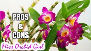 Pros amp Cons of growing Dendrobium Nobile Orchids in a home [upl. by Enaj849]