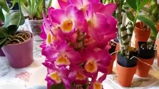 Update 12 Dendrobium Nobiles Yamamoto Dendrobiums [upl. by Anivlac]