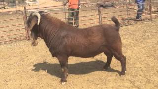 Kalahari Red goat ram Pitbull Piet Coetzee Namibia pietnamboercom [upl. by Chandra]