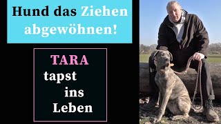 Hund das Ziehen abgewöhnen  Leinenführigkeit trainieren [upl. by Ibrek]