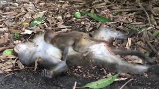 Baby Monkey Clings To Dying Mum As Onlookers Watch [upl. by Arri]