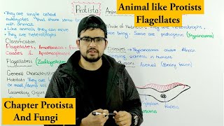 Animal Like Protists Protozoa  Flagellates  Chapter Protista and Fungi [upl. by Caputo]