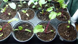 Seed Starting Tips  How To Transplant Your Beet Seedlings [upl. by Nrubliw]