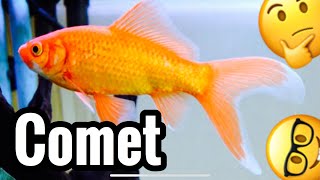 Comet Goldfish Tank Care amp Growth  Common [upl. by Aserat]