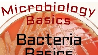 Bacteria Basics  Microbiology Lectures [upl. by Anival]