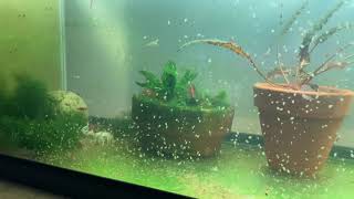 Daphnia Culturing Snails or no snails [upl. by Yellhsa480]