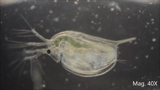 Daphnia magna under the Microscope [upl. by Efal]