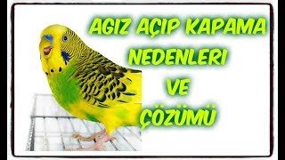 AĞIZ AÇIP KAPAMA NEDENLERİ ve ÇÖZÜMÜ [upl. by Politi]