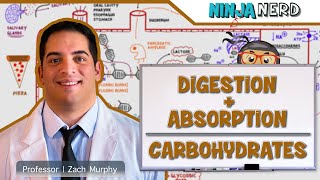 Gastrointestinal  Digestion amp Absorption of Carbohydrates [upl. by Artamas]