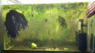 Scuds Daphnia Cherry Shrimp Copepods My aquatic food culture [upl. by Dylane]