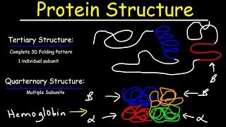 Protein Structure  Primary Secondary Tertiary amp Quarternary  Biology [upl. by Ready721]