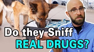 Are Drug Sniffing Dogs Trained By Sniffing Drugs [upl. by Adnilahs]