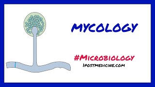 Introduction to Mycology  Microbiology [upl. by Kean]