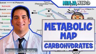 Metabolism  The Metabolic Map Carbohydrates [upl. by Ranie]