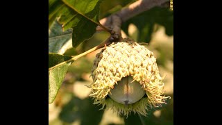 How to identify bur oak Quercus macrocarpa [upl. by Gayleen371]