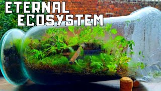 How to Make an Eternal Terrarium Ecosystem in a jar [upl. by Ynamrej]