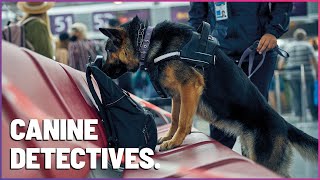 HighStakes Sniffing K9 Mounties Tackle Airplane Drug Search [upl. by Cardew525]