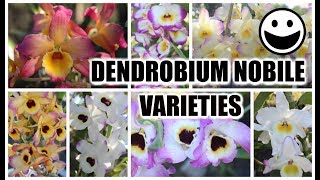 Dendrobium Nobile Varieties Identification amp Review Bloom Habits Variety of Color amp Fragrances [upl. by Inalel]