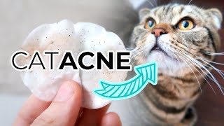 FELINE ACNE TREATMENT FROM HOME How To Remove Cat Acne or Blackheads From Your Cats Chin [upl. by Aineles]