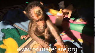 Baby Monkey Car Crash Victim Thriving Day 3 EleanorBabyBaboonSurvivor [upl. by Ronald]