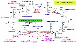 Cellular Respiration Part 2 The Citric Acid Cycle [upl. by Notlih]