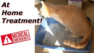 At Home Treatment for a Cat that Cant Urinate [upl. by Eimar]