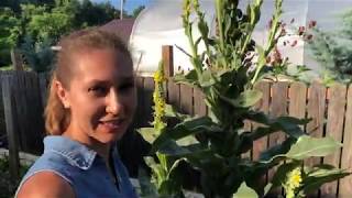 Mullein  Making a tincture amp collecting Flowers [upl. by Enohpets]