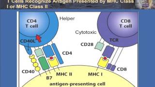 T Cell Activation and Control [upl. by Munson]