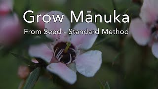 Grow Mānuka from seed Standard Method [upl. by Oralee]