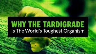 The Tardigrade  the worlds toughest organism [upl. by Donoho19]