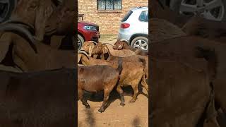 Very lovely kalahari goats [upl. by Marsh]