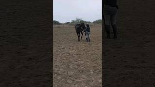 horse horseriding horsetraining horselover training shortvideo horseridinglessons riding [upl. by Norrat761]